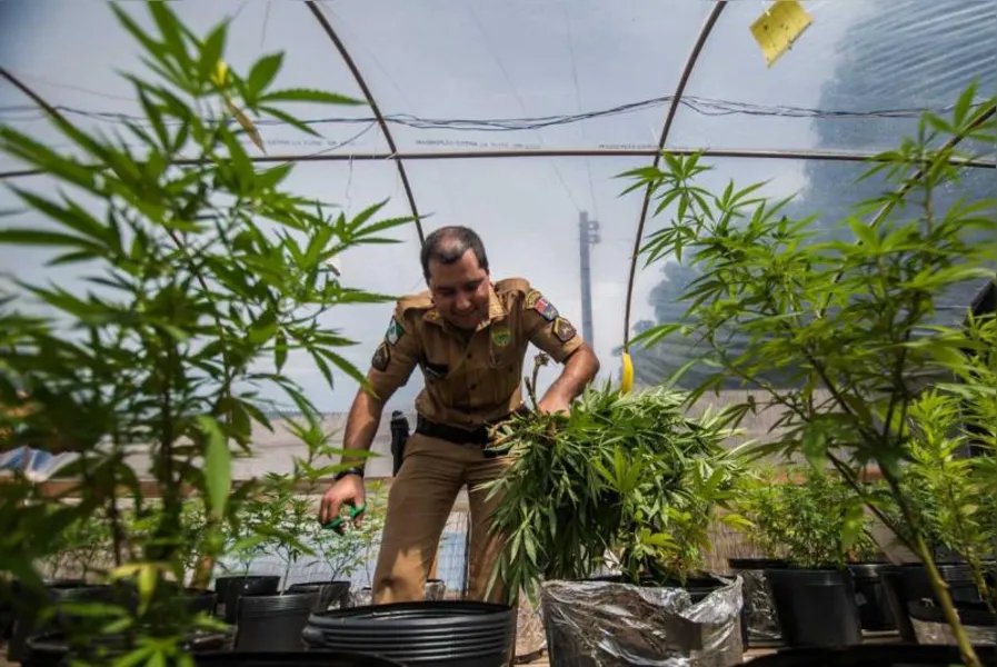 Polícia apreende 550 pés de maconha em Londrina