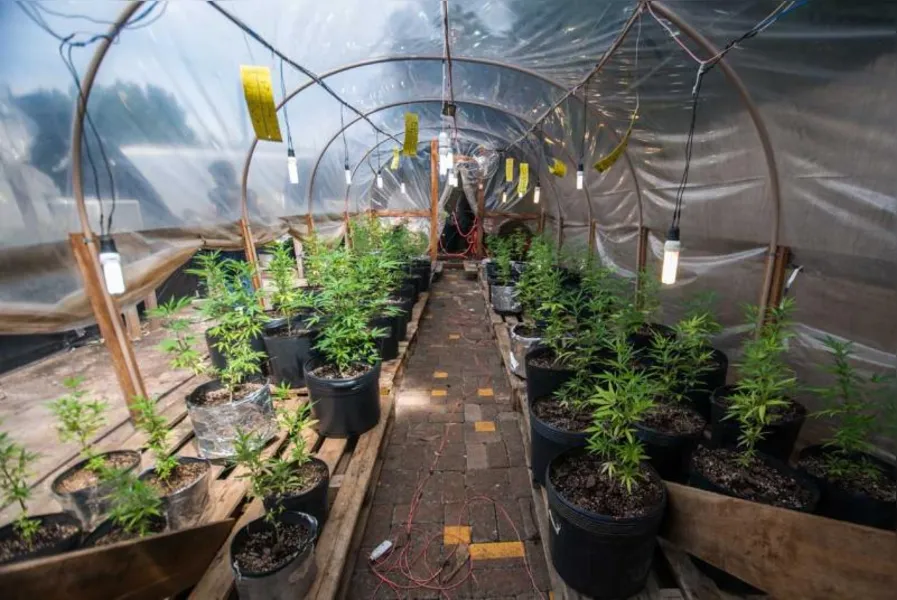 Polícia apreende 550 pés de maconha em Londrina