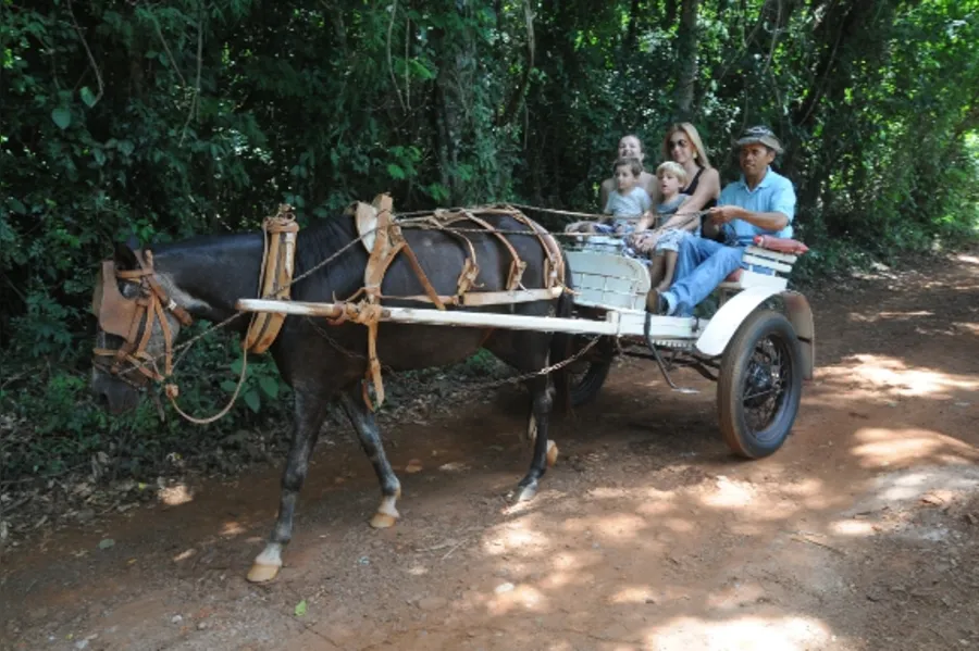 Delícias do campo