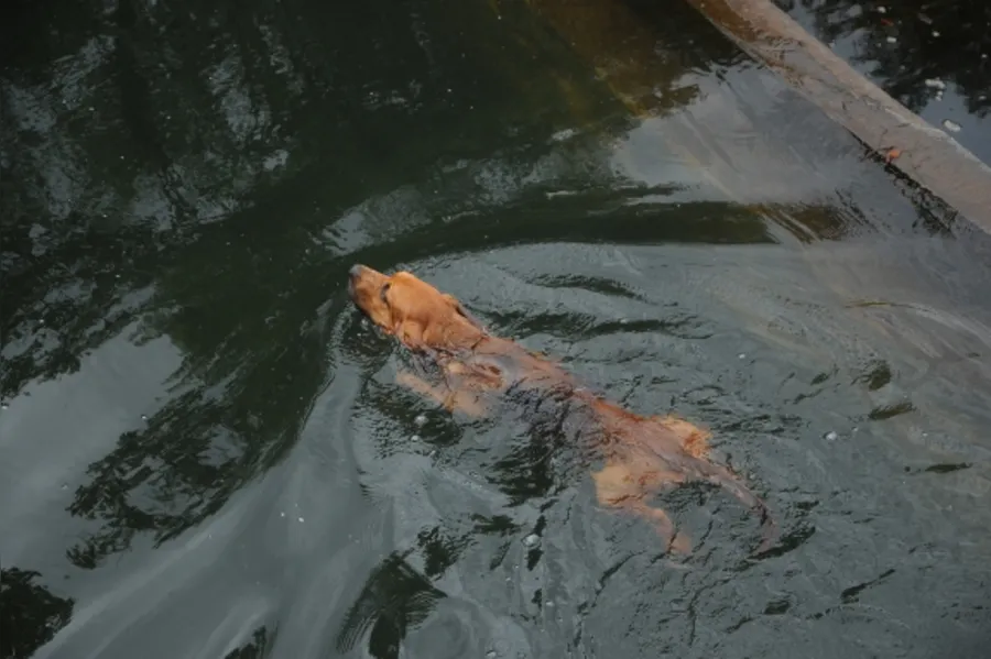 Reforço canino na PM