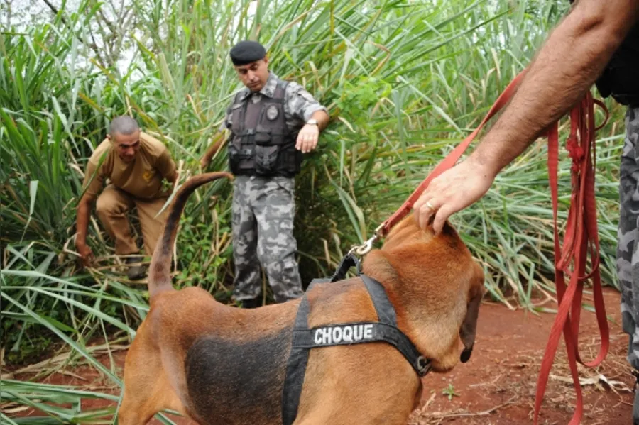 Reforço canino na PM