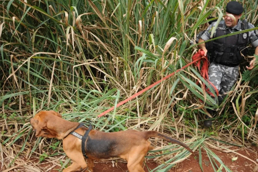 Reforço canino na PM