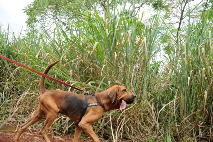 Reforço canino na PM
