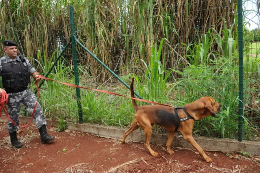 Reforço canino na PM
