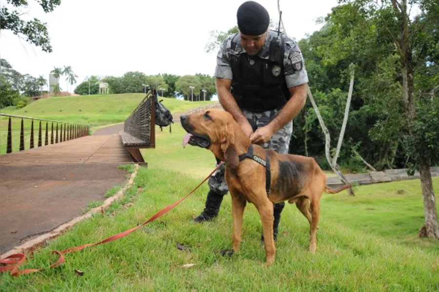 Reforço canino na PM