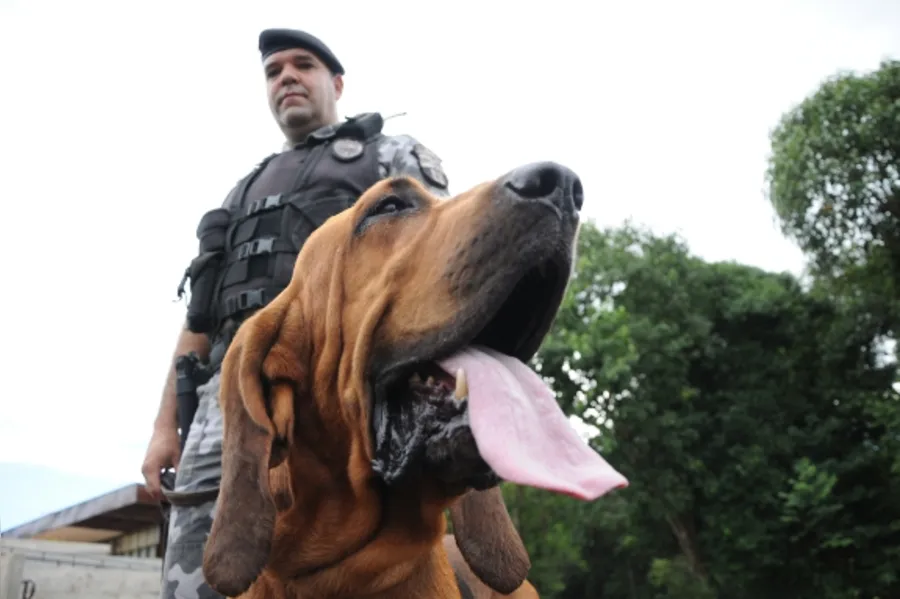 Reforço canino na PM