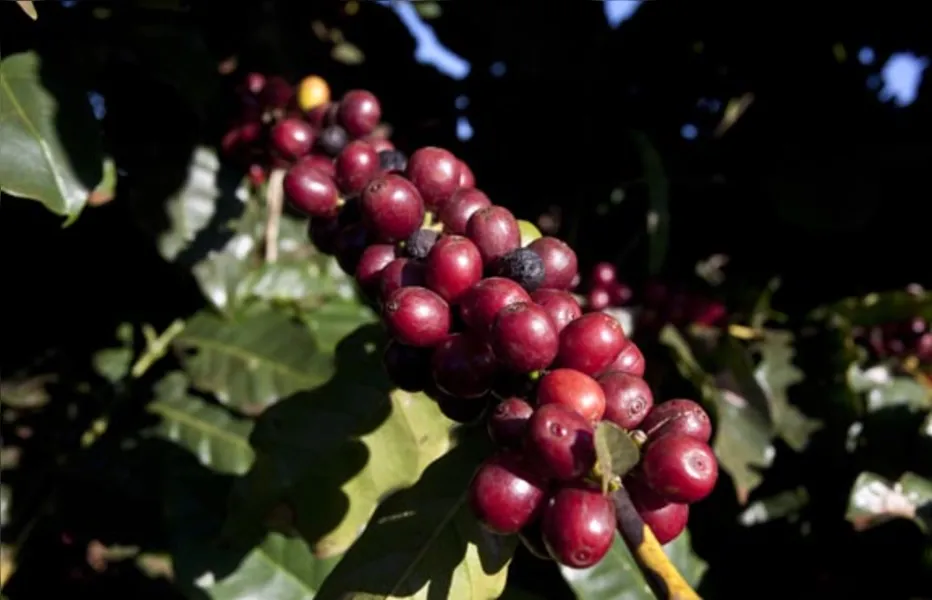Uma rota de sossego, história e café