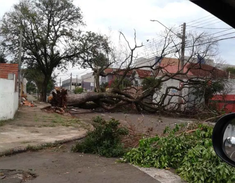 Galeria de fotos: confira mais imagens e relatos de internautas