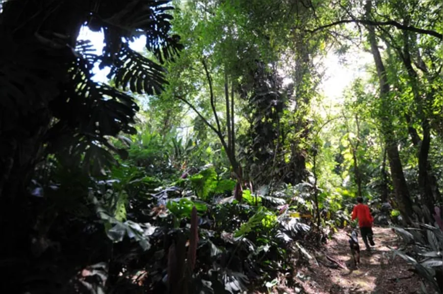 Jardins botânicos informais