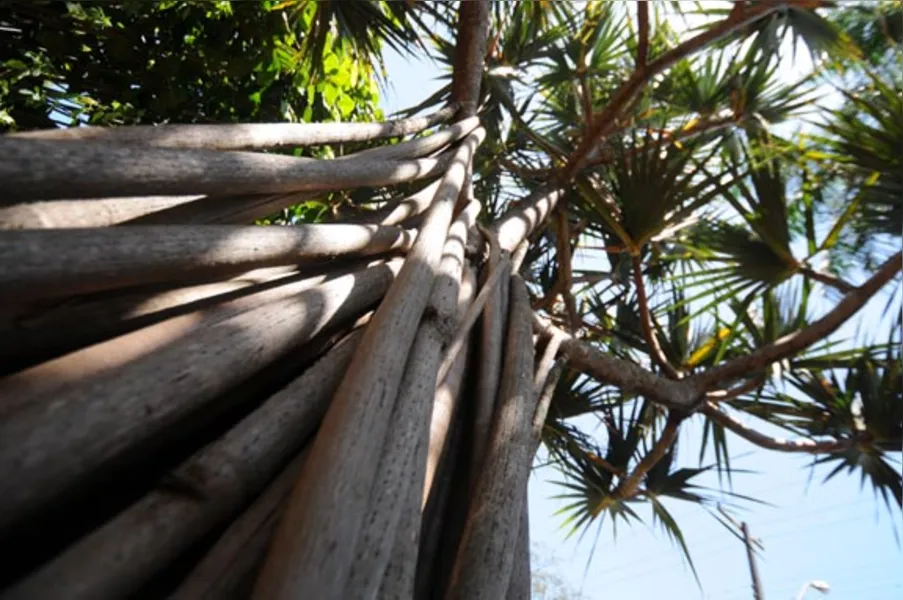 Jardins botânicos informais