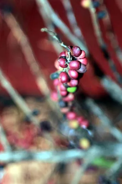 Café desaparece das lavouras paranaenses