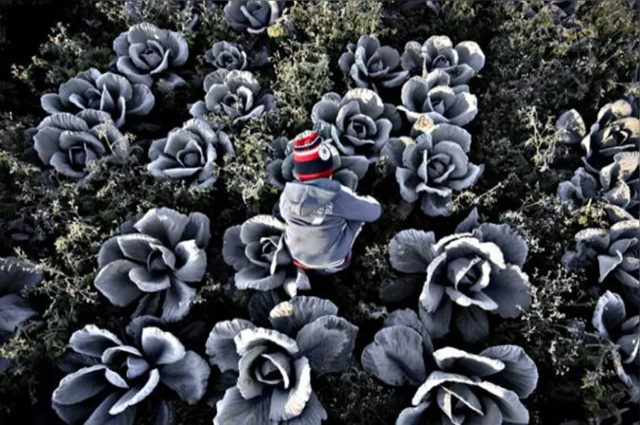 Imagens do Campo