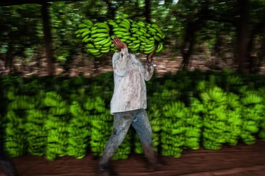 Imagens do Campo