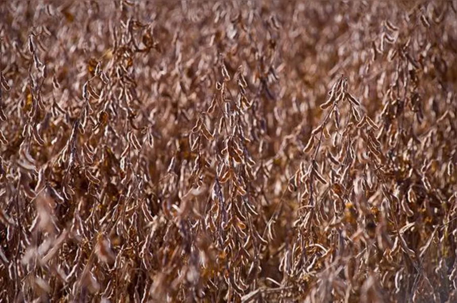 Imagens do Campo