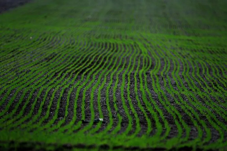 Imagens do Campo