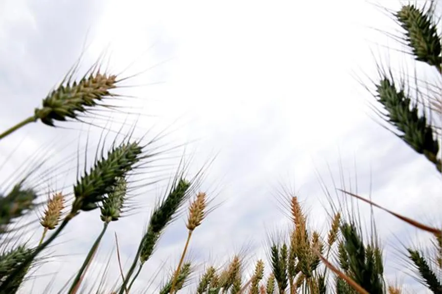 Imagens do Campo