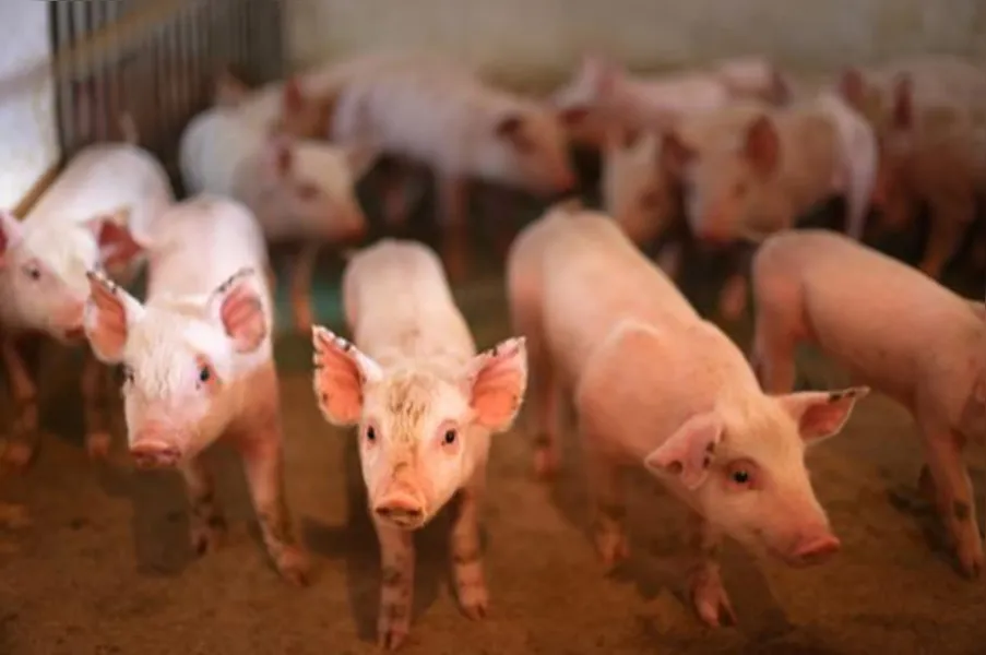 Imagens do Campo