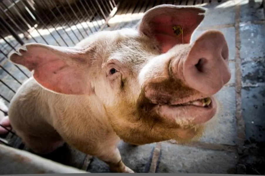 Imagens do Campo