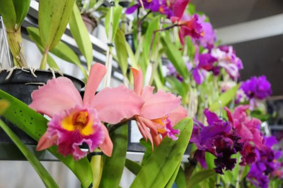 Festa das flores