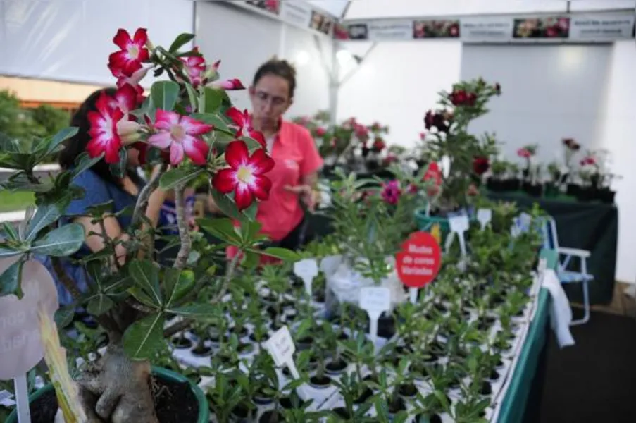 Festa das flores