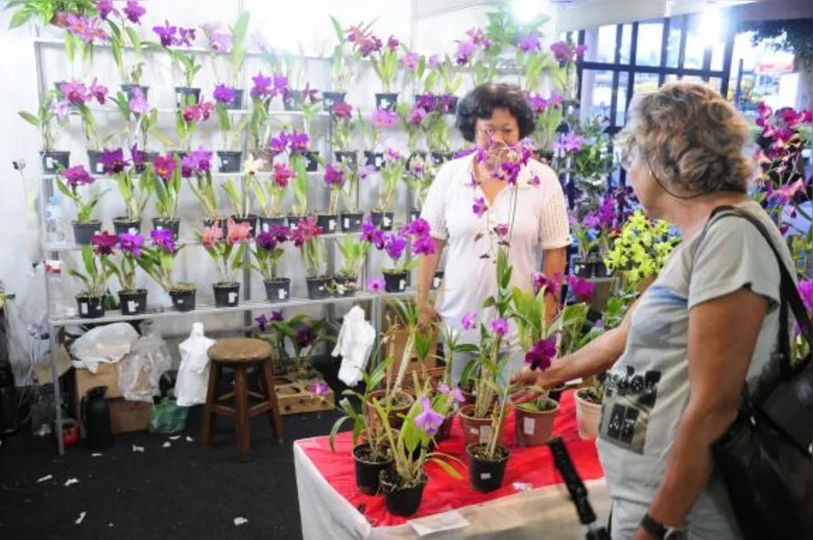 Festa das flores