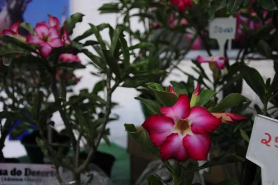 Festa das flores