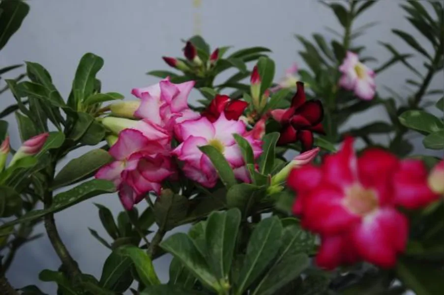 Festa das flores