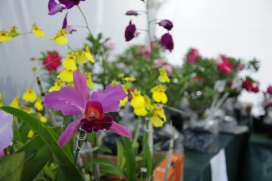 Festa das flores