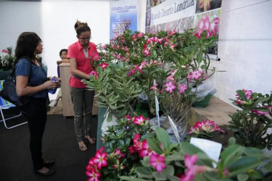 Festa das flores