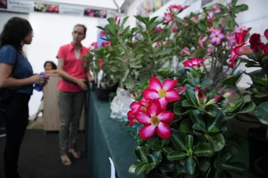 Festa das flores