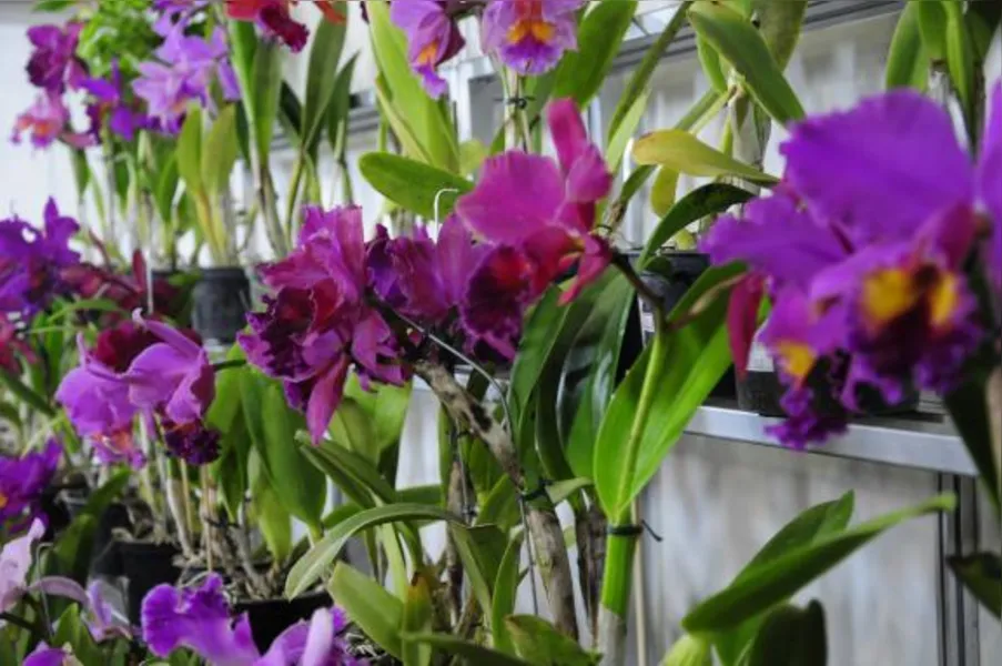 Festa das flores