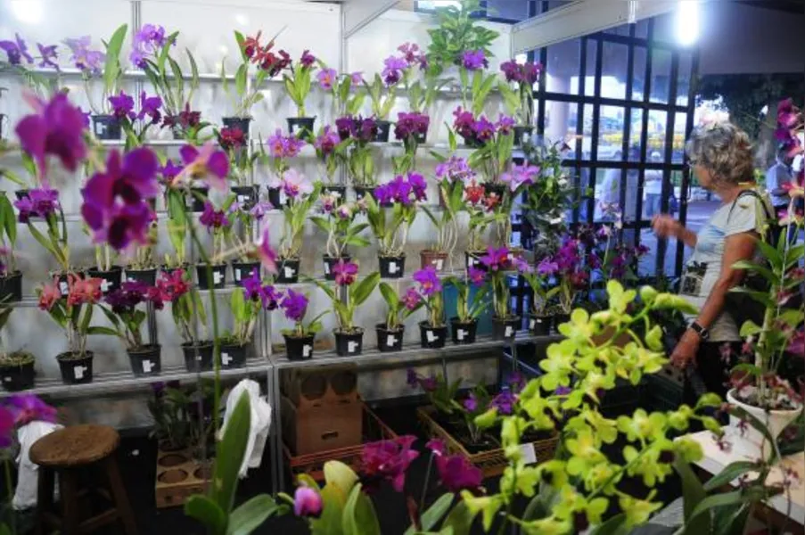 Festa das flores