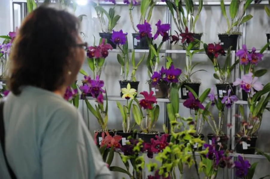 Festa das flores