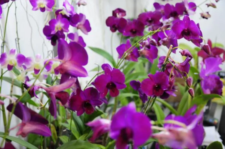 Festa das flores