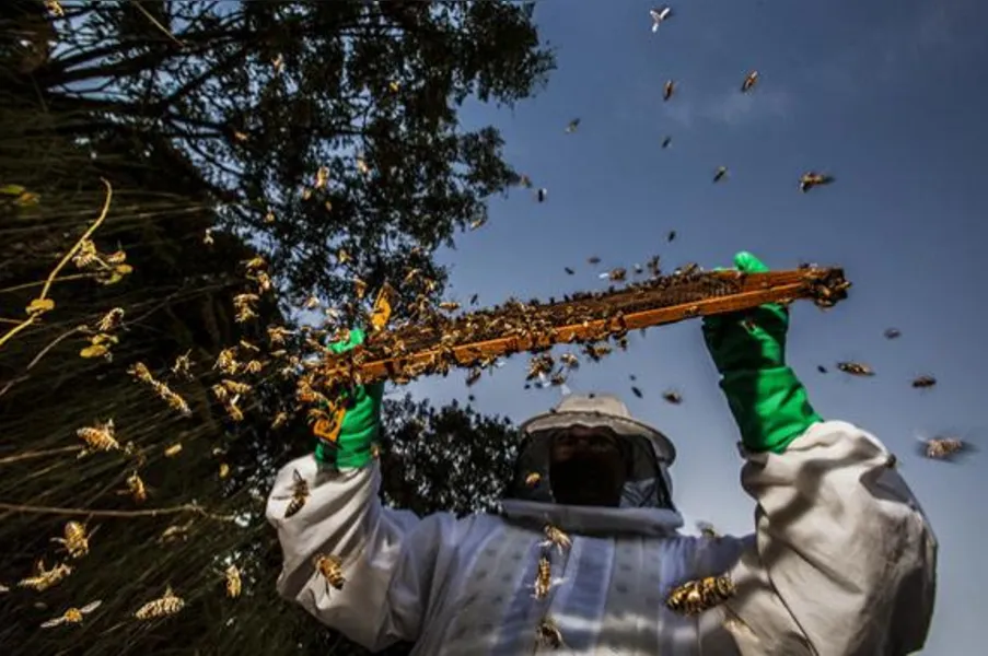 Imagens da Agricultura Paranaense