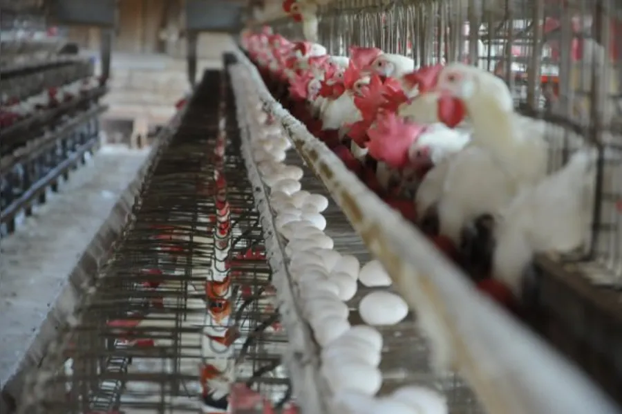 Mercado de ovos ganha espaço no Paraná