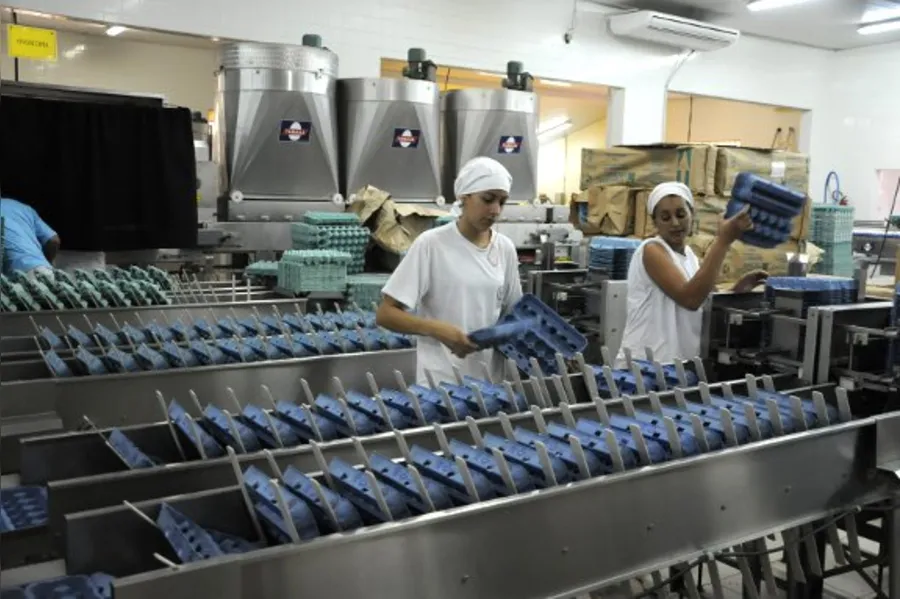 Mercado de ovos ganha espaço no Paraná
