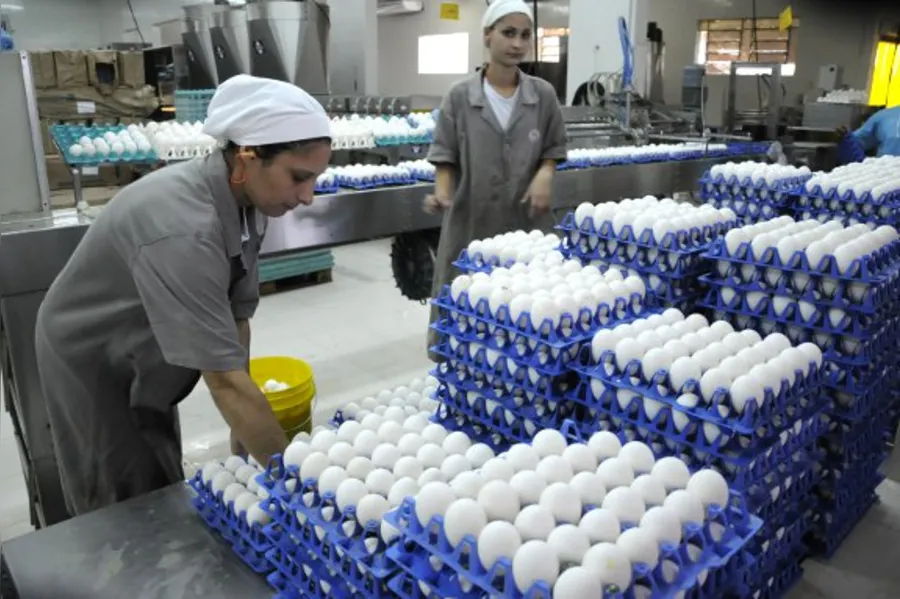 Mercado de ovos ganha espaço no Paraná