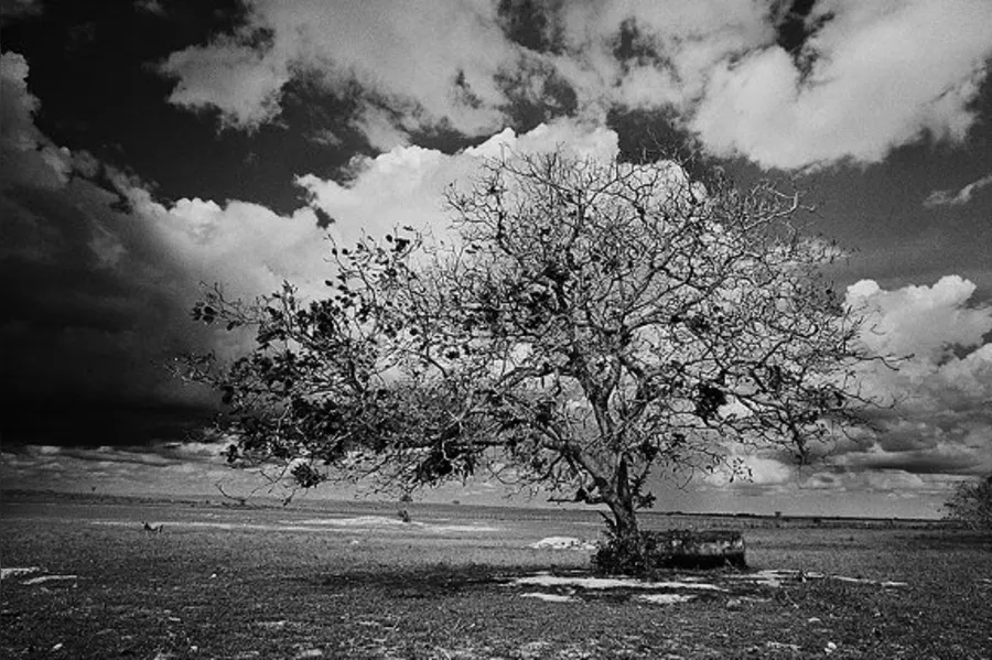 Mestre da fotografia