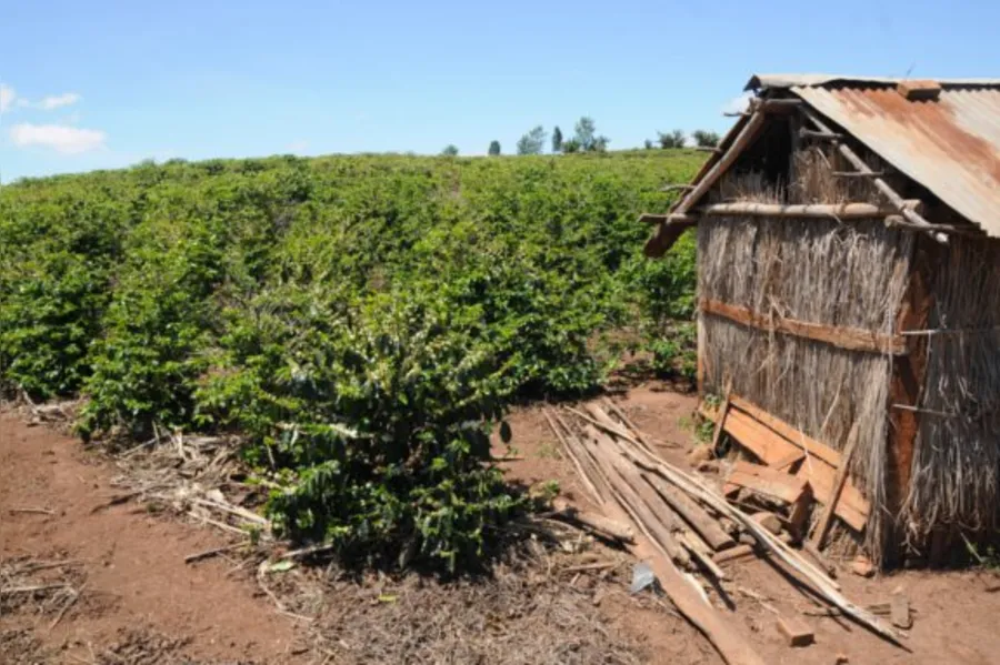 Terra Nova tem café forte e o sonho da emancipação