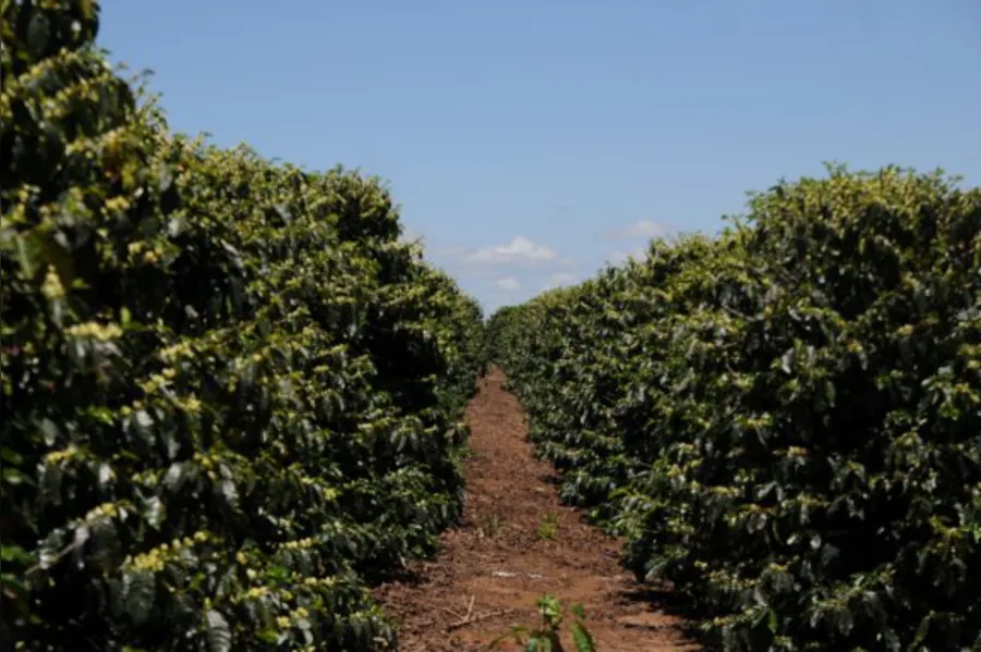 Terra Nova tem café forte e o sonho da emancipação