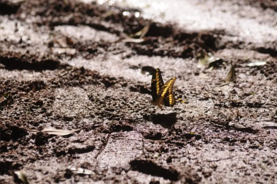 Mais protestos no Bosque