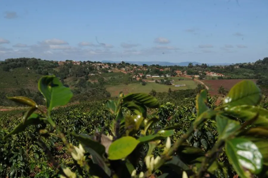 Café tipo mineiro nas alturas de Terra Nova