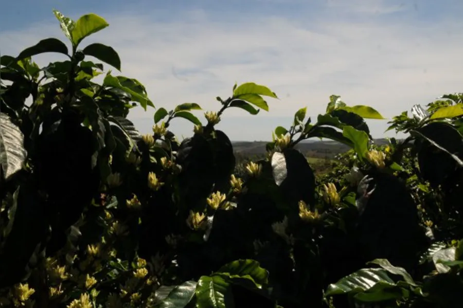 Café tipo mineiro nas alturas de Terra Nova