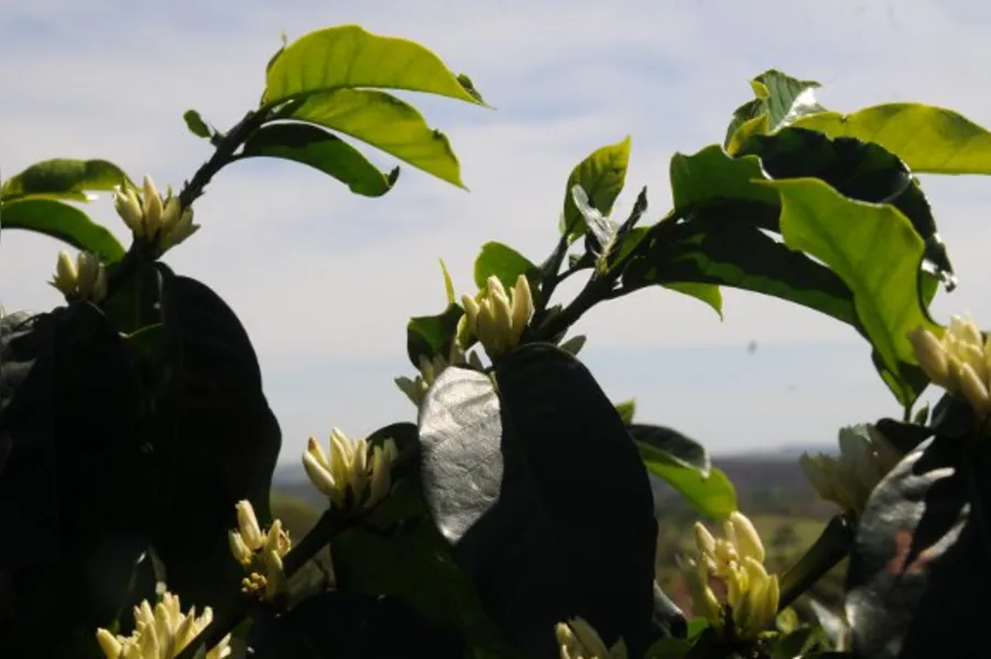 Café tipo mineiro nas alturas de Terra Nova