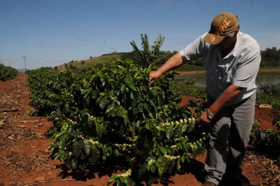 Café tipo mineiro nas alturas de Terra Nova