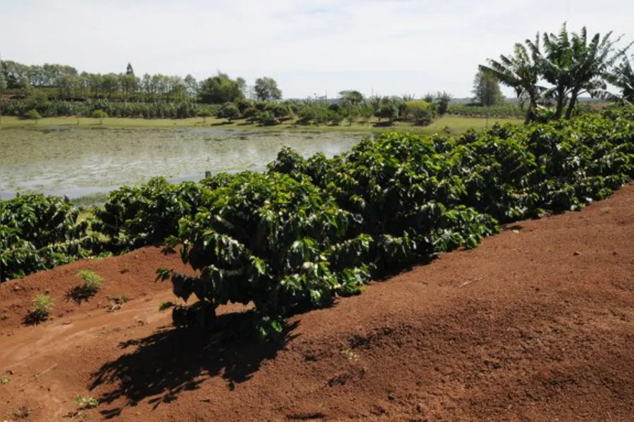 Café tipo mineiro nas alturas de Terra Nova