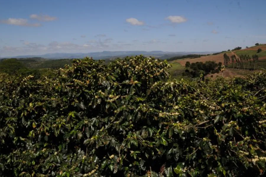 Café tipo mineiro nas alturas de Terra Nova