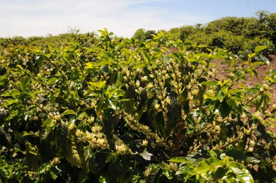 Café tipo mineiro nas alturas de Terra Nova