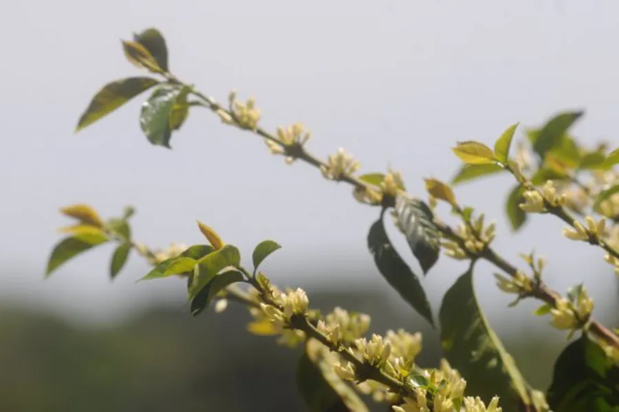 Café tipo mineiro nas alturas de Terra Nova